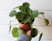 4 quot Pilea Peperomioides - Chinese Money Plant - Live Houseplant