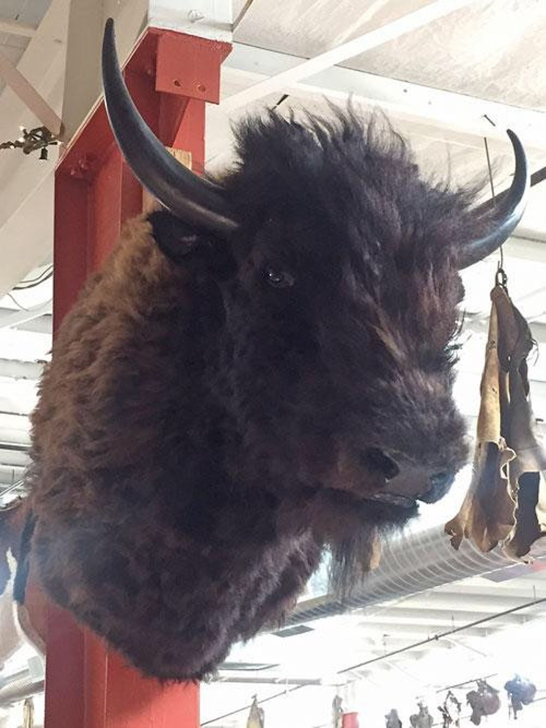 American Bison Wall Mount Etsy