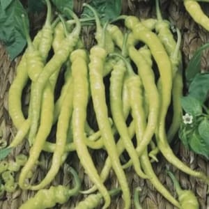 Chorbadjiiski Bulgarian Long Chili Pepper Seeds | 50/100 Seeds | Heirloom Hot Pepper | Vegetable Garden Seeds