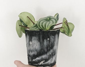 Betongplanterare