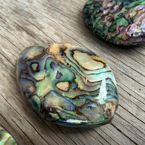 May include: An oval-shaped abalone shell piece featuring a polished, iridescent surface with swirling patterns of deep green, blue, purple, and cream colors. The shell displays a natural, glossy finish with organic, flowing lines across its texture.
