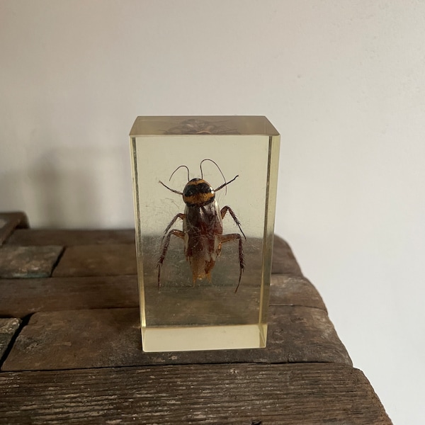 Vintage 3” x 1.5” beetle in resin specimen. Paperweight or decorative object. 1” deep. quarter pound weight