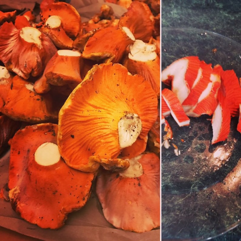Dried Lobster Mushroom 1 oz Etsy