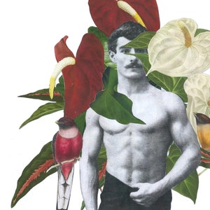 anemo'n per favor (collage di carta originale) collage arte orchidea gay