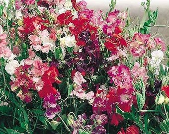 SWEET PEA Royal White Seeds F 285