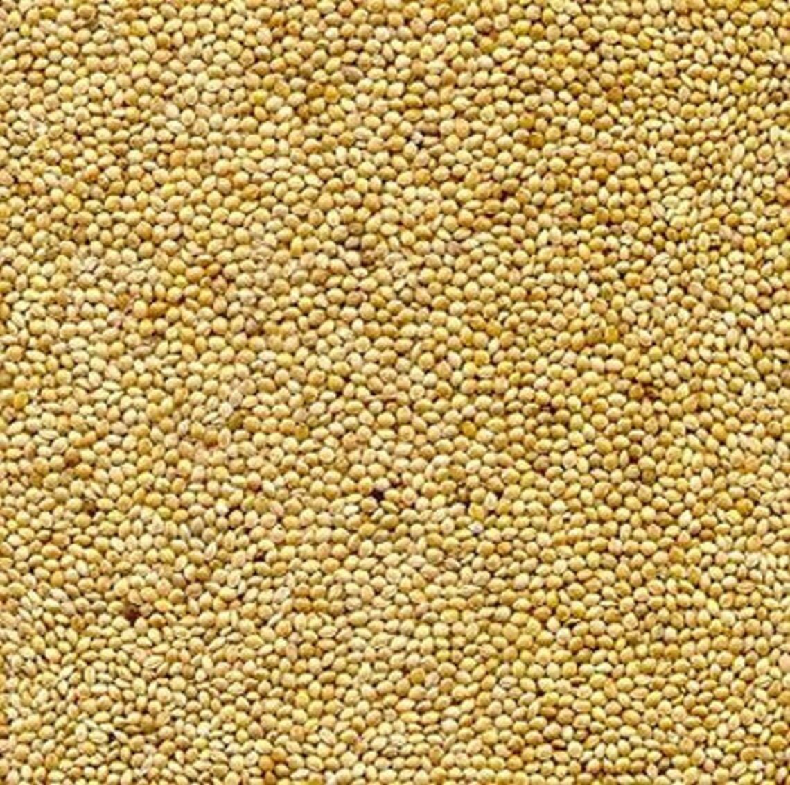 German Foxtail Millet Seeds Etsy