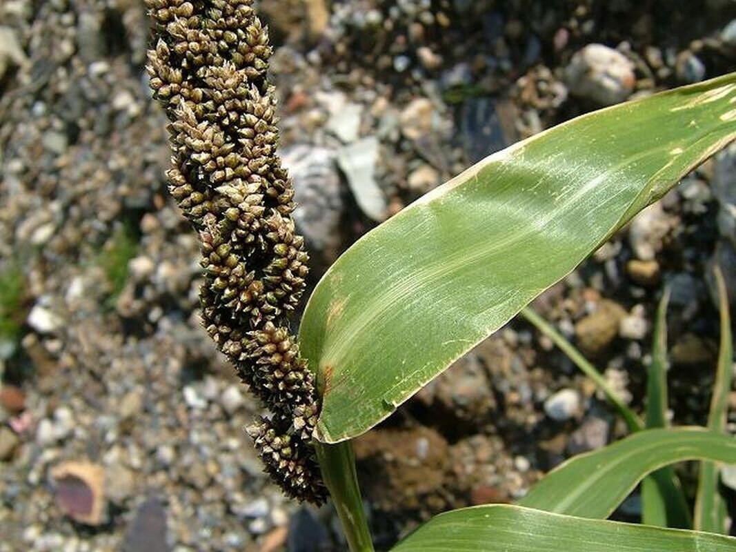 Japanese Millet Seeds Etsy