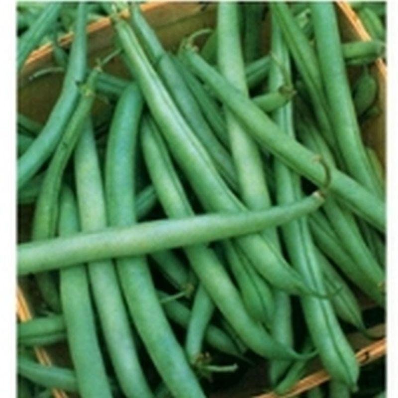 State Half Runner Green Bean Seeds Etsy