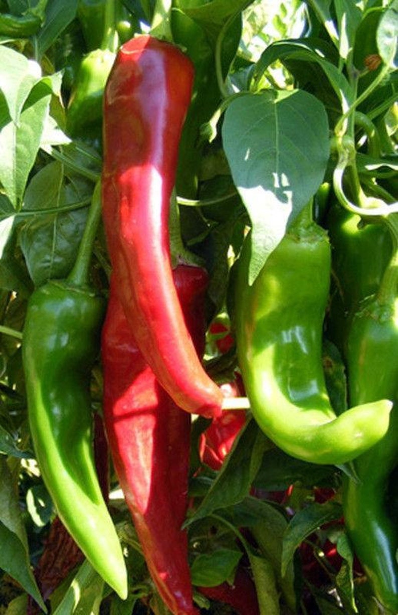 Hatch Chile Pepper NEW MILD Seeds Etsy