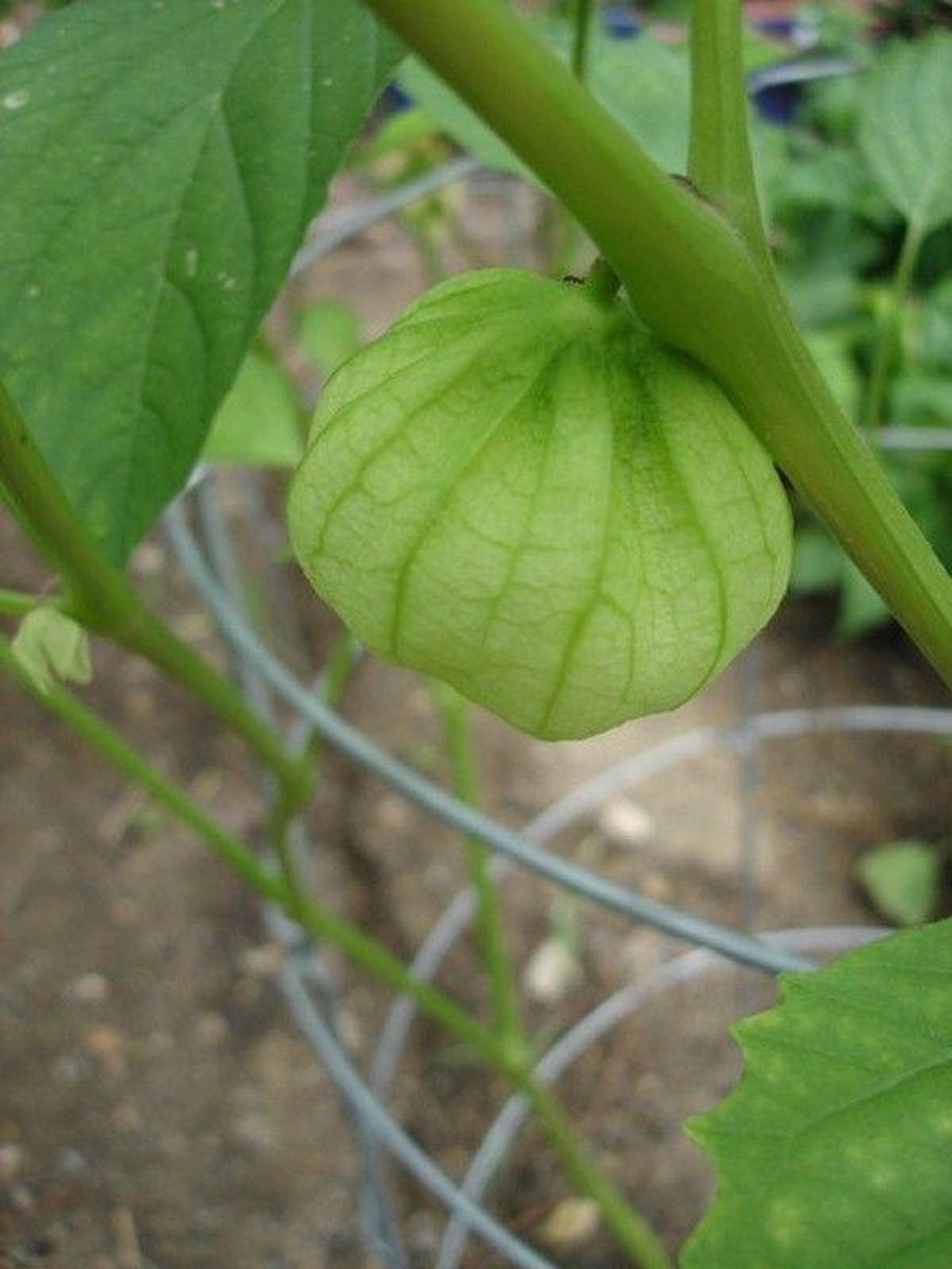 Gigante Tomatillo Seeds Etsy