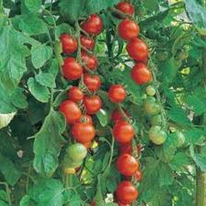 Sugar Lump Tomato Seeds Etsy