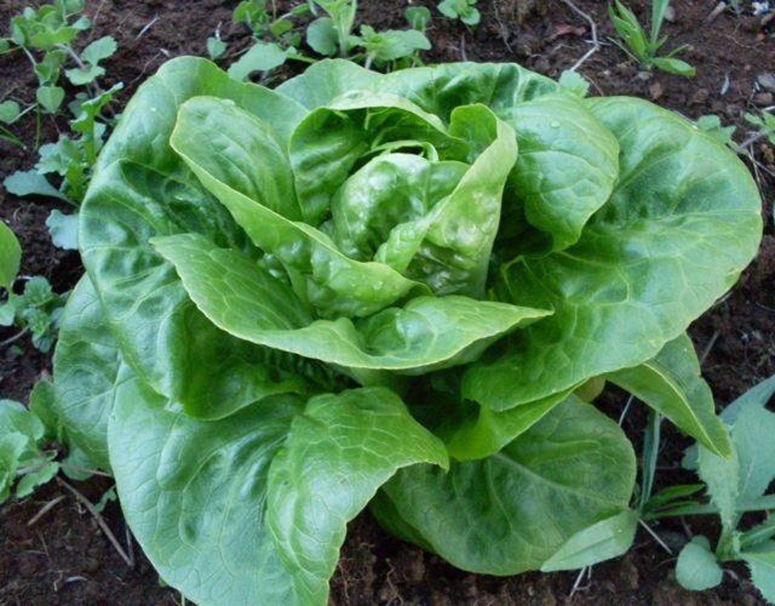 Little Gem Butterhead Lettuce Seeds Etsy