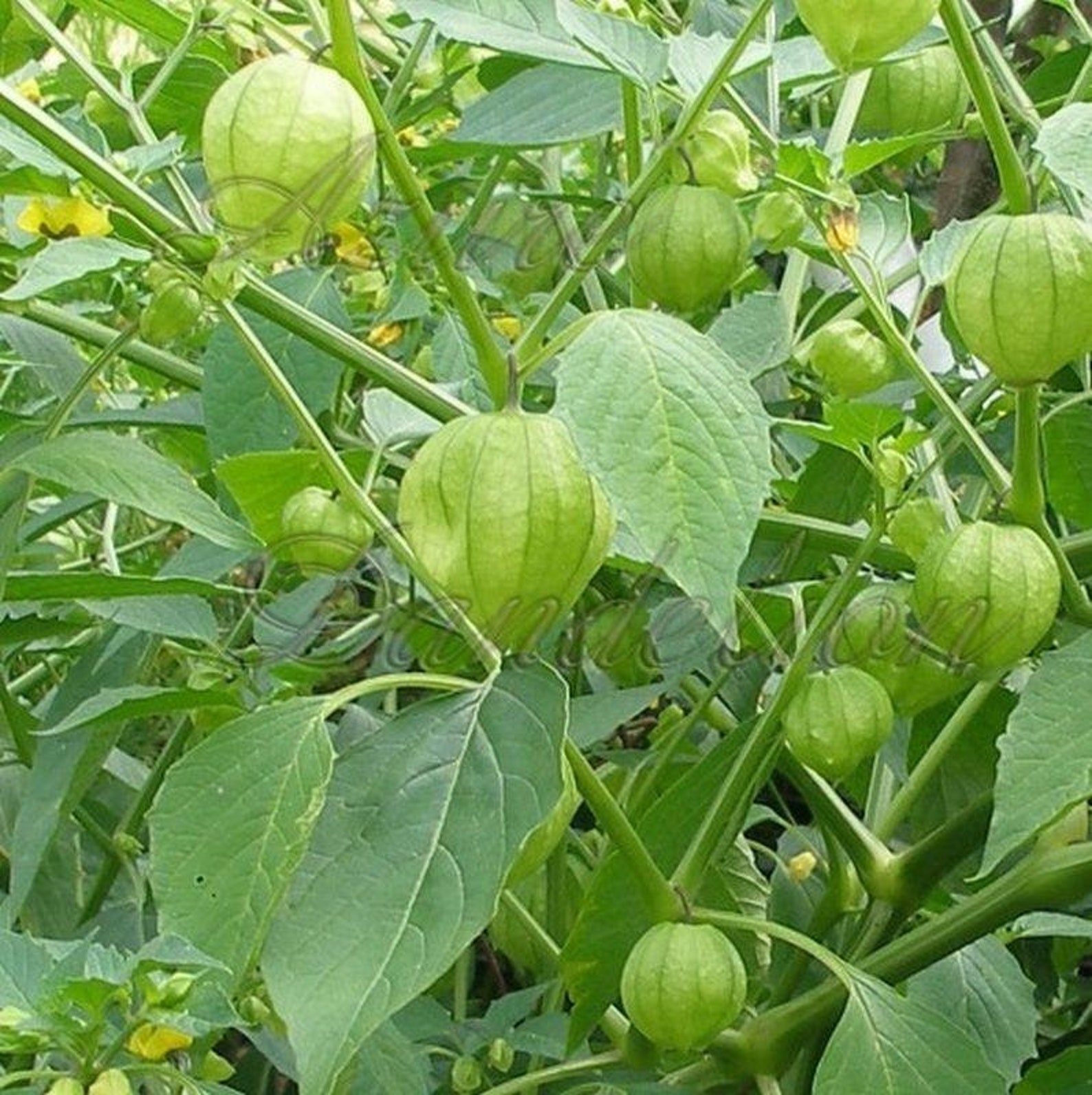 Giant Tomatillo Seeds Etsy