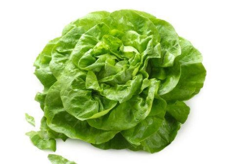 Little Gem Butterhead Lettuce Seeds Etsy