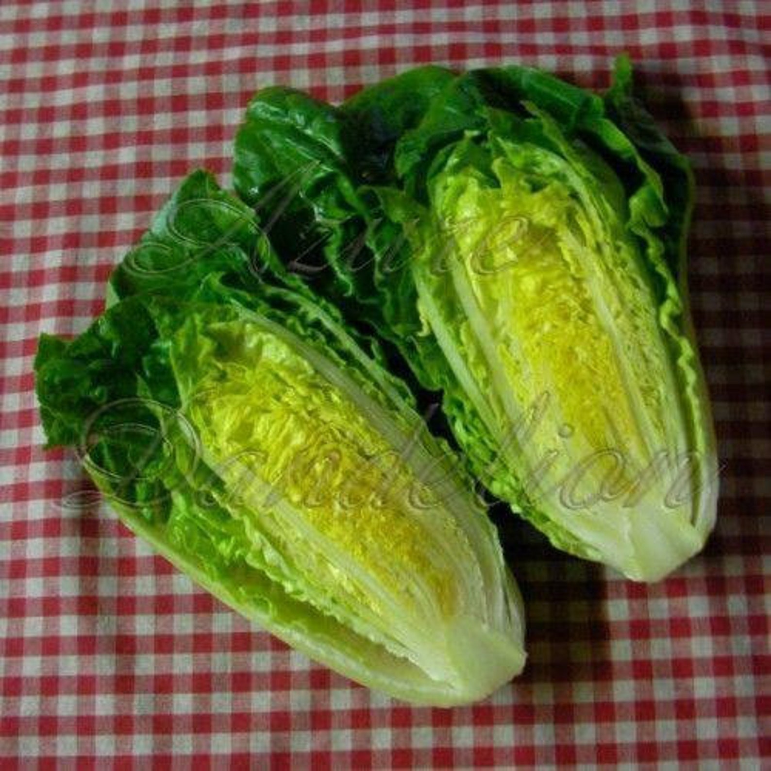 Little Gem Butterhead Lettuce Seeds Etsy