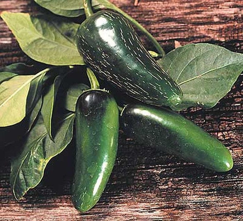 Mucho Nacho Jalapeno Pepper Seeds