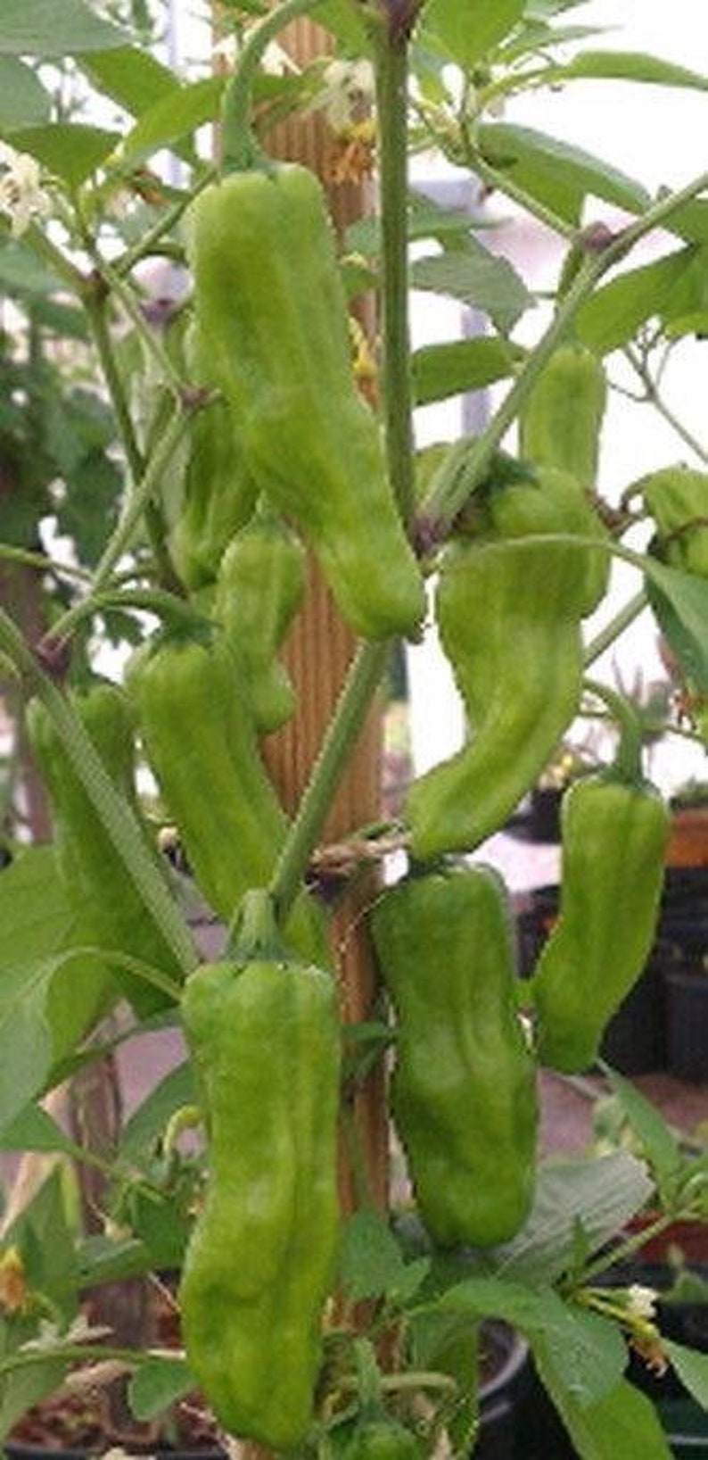 pepperoncini seedling pepperoncini seedling