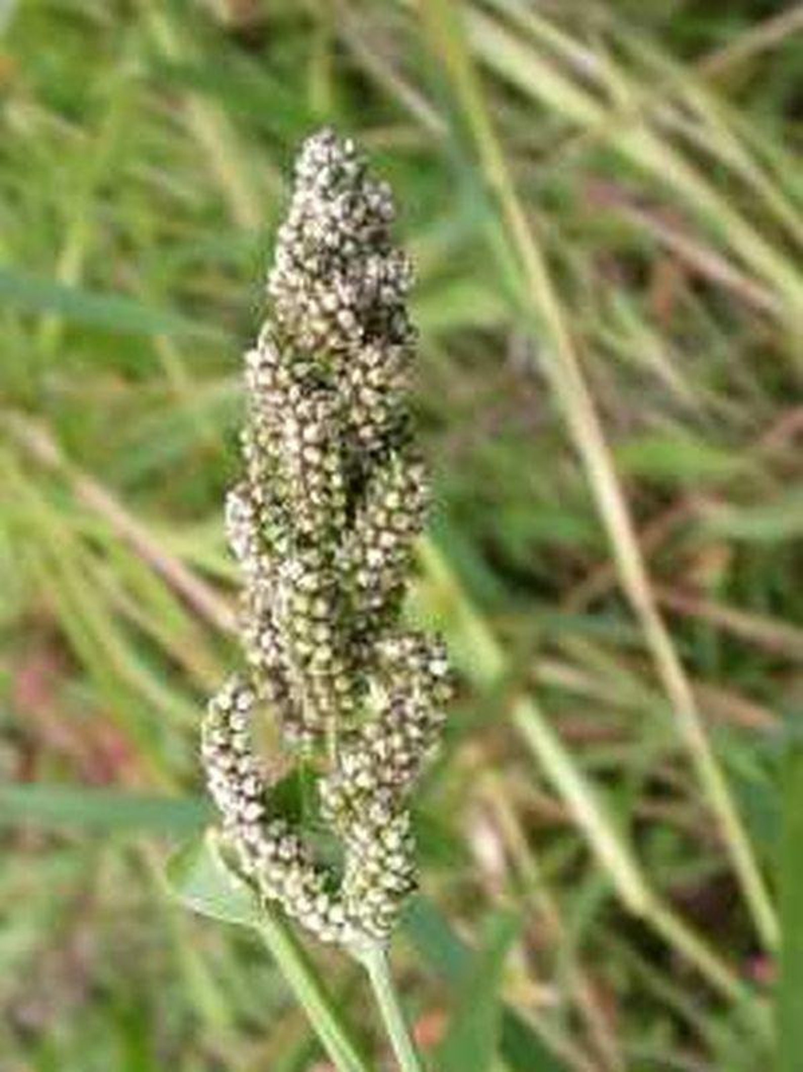 Japanese Millet Seeds Etsy