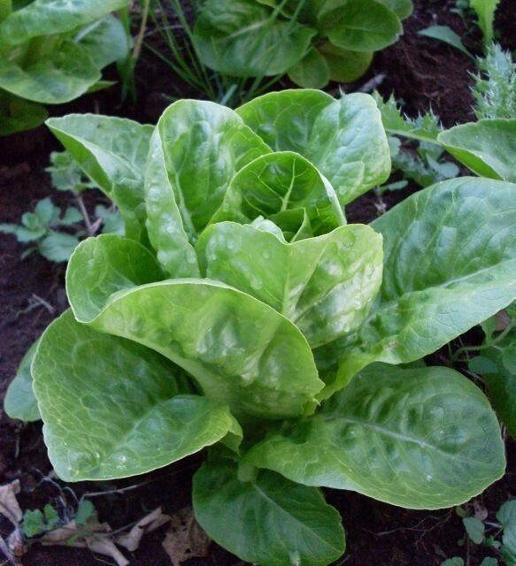 Little Gem Butterhead Lettuce Seeds Etsy