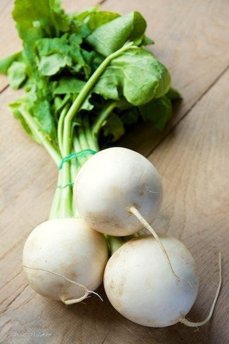 White Lady F1 Hybrid Turnip Seeds Etsy