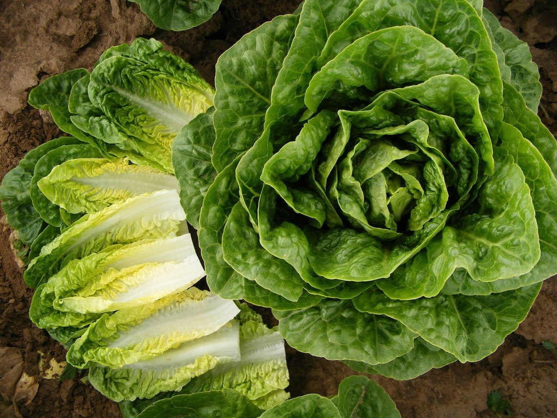 Little Gem Butterhead Lettuce Seeds Etsy