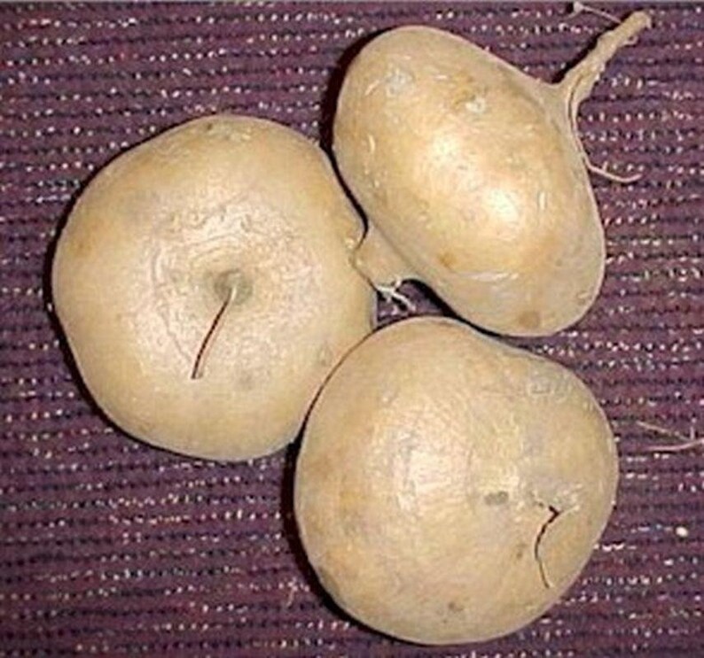 Jicama Seeds Etsy