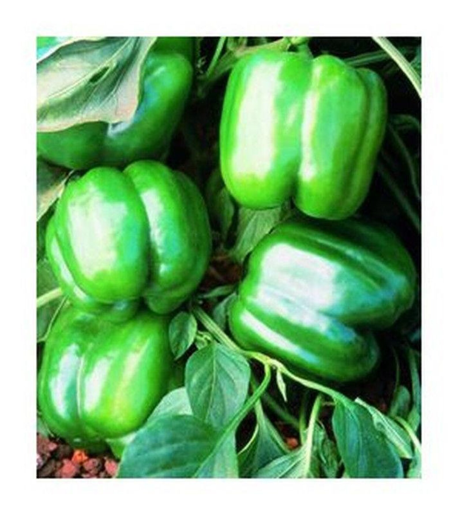 Jupiter Sweet Bell Pepper Seeds Etsy