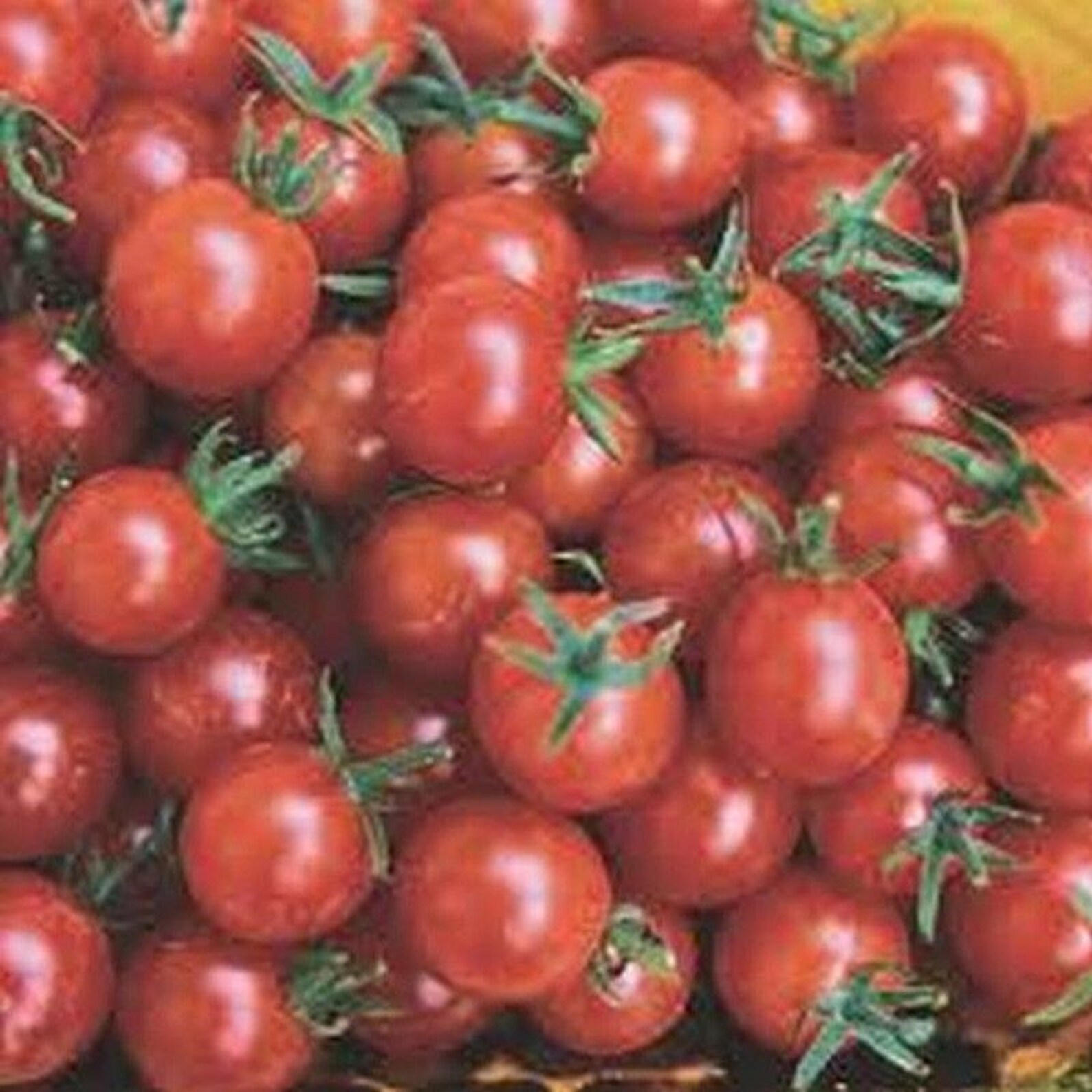 Sugar Lump Tomato Seeds Etsy