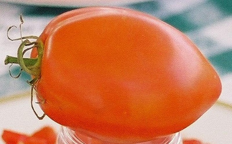 Amish Paste Tomato