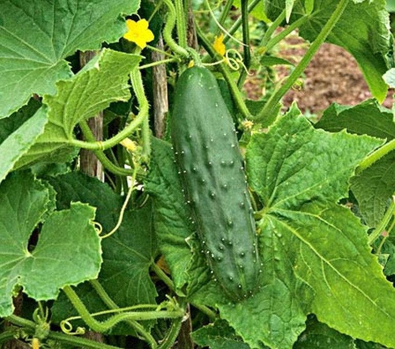 Spacemaster Bush Cucumber
