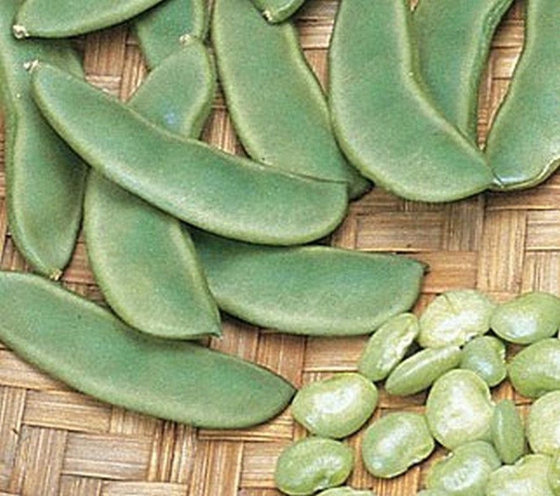 Henderson Baby Lima Bean Seeds Etsy