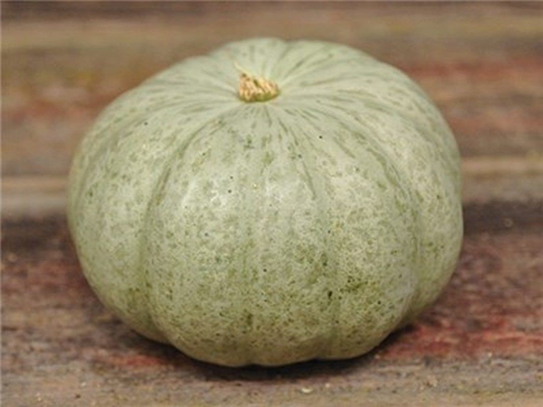 тыква несладкая. тыква лечебная. тыква багратион. тыква сорт оранж. тыква серая.