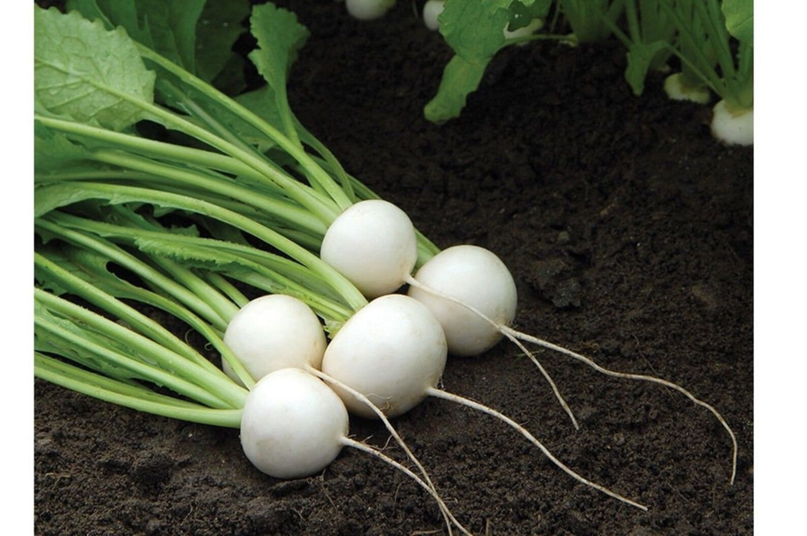 Hakurei Hybrid Japanese Turnip Seeds Etsy