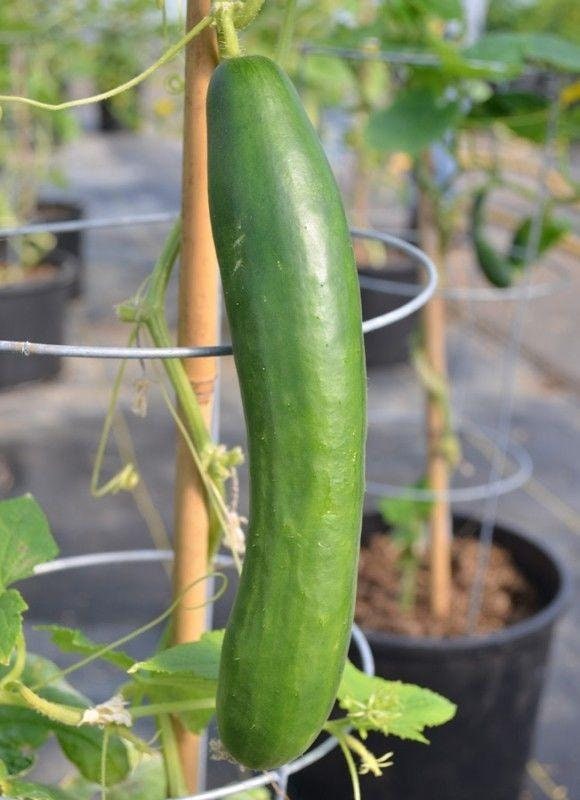 Sweet Success Hybrid Cucumber Seeds Etsy Canada