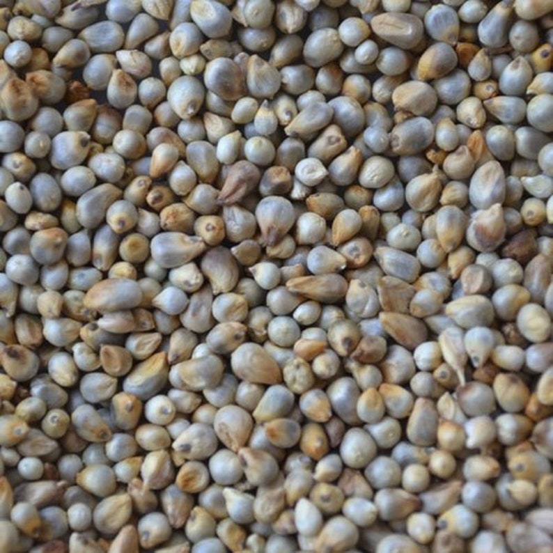 Pearl Millet Seeds Etsy