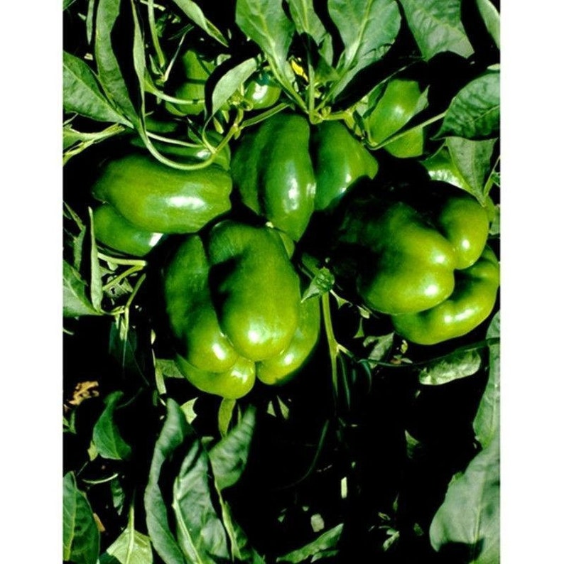 Jupiter Sweet Bell Pepper Seeds Etsy