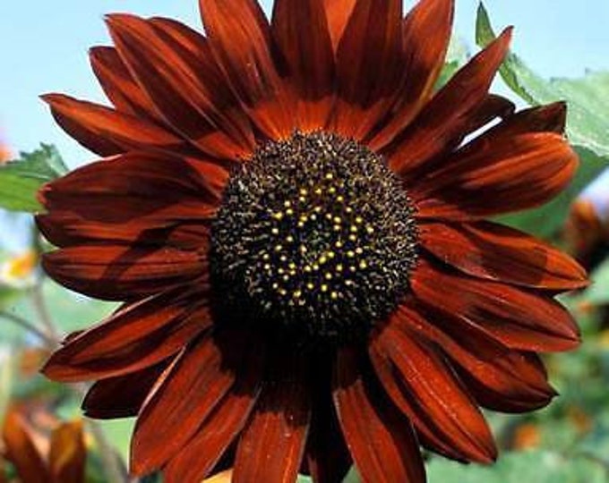 Velvet Queen Sunflower Seeds Etsy
