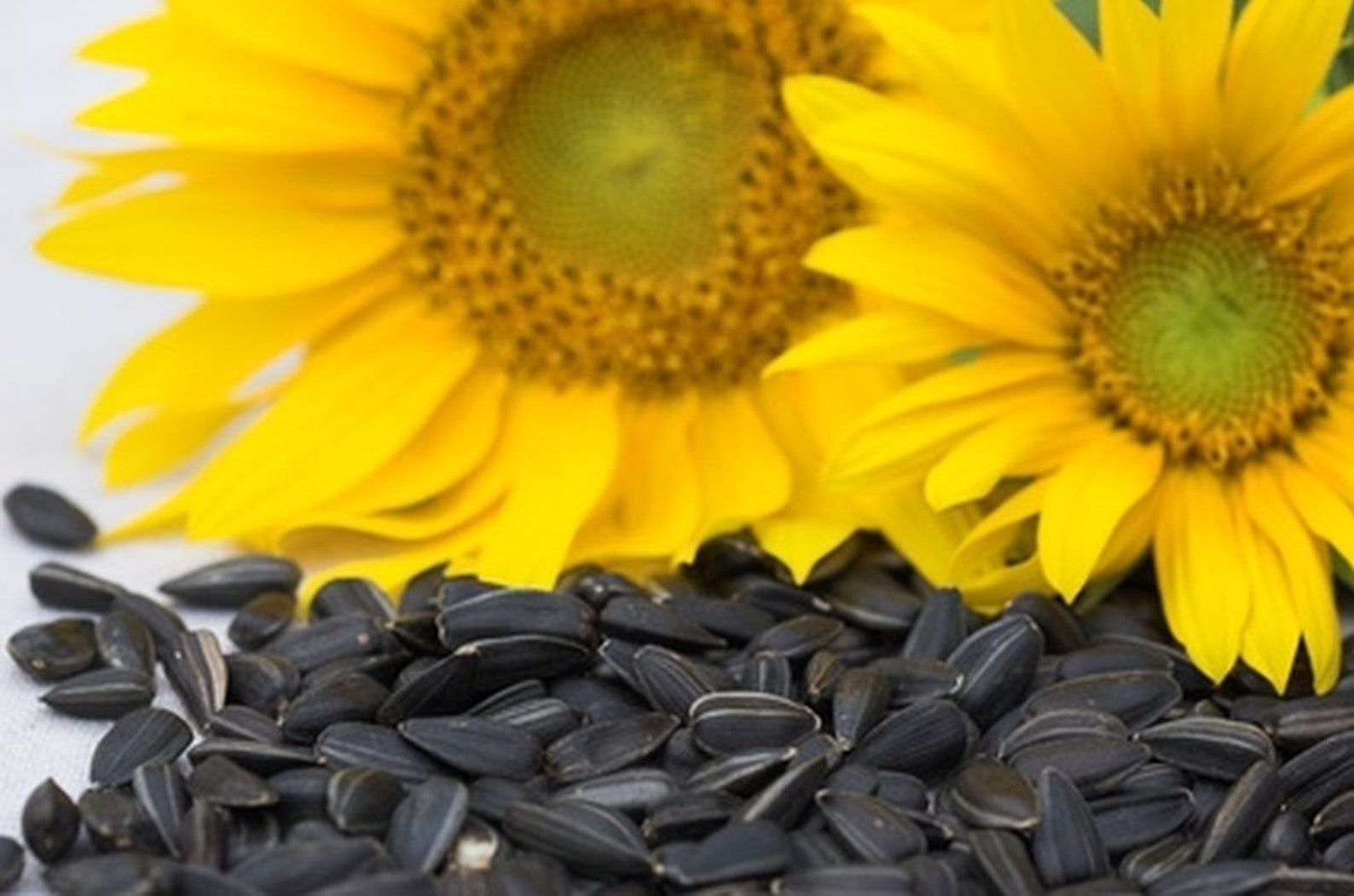 Peredovik Sunflower Seeds Etsy