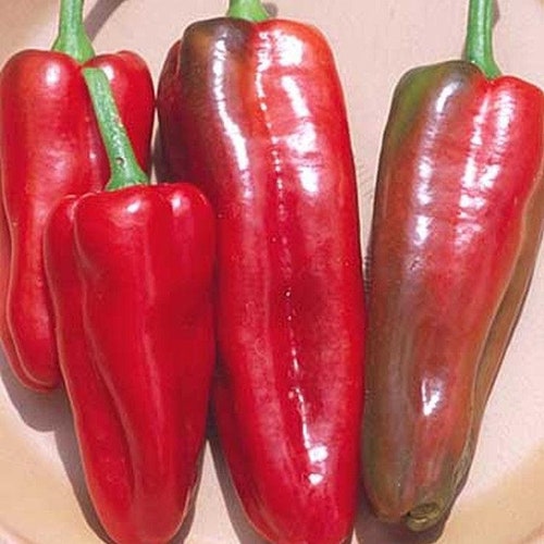 Lesya Sweet Pepper Seeds Etsy
