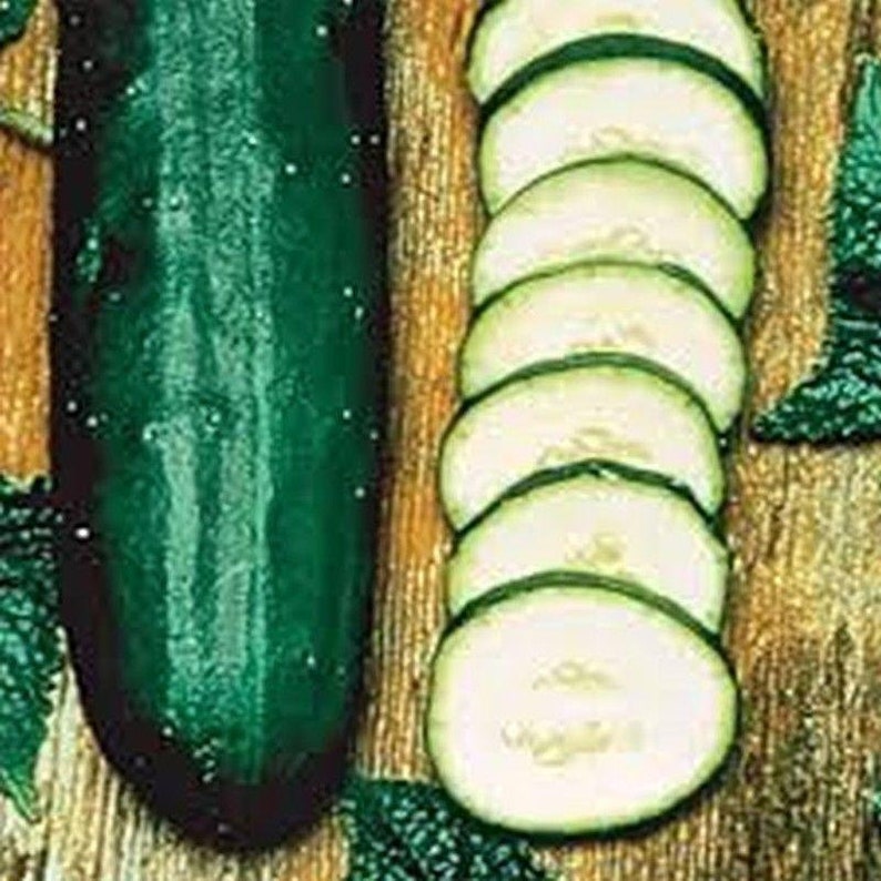 Early Spring Burpless Hybrid Cucumber Seeds Etsy