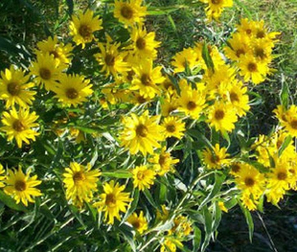 Maximilian Sunflower Seeds Etsy