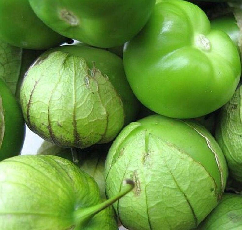 Giant Tomatillo Seeds Etsy