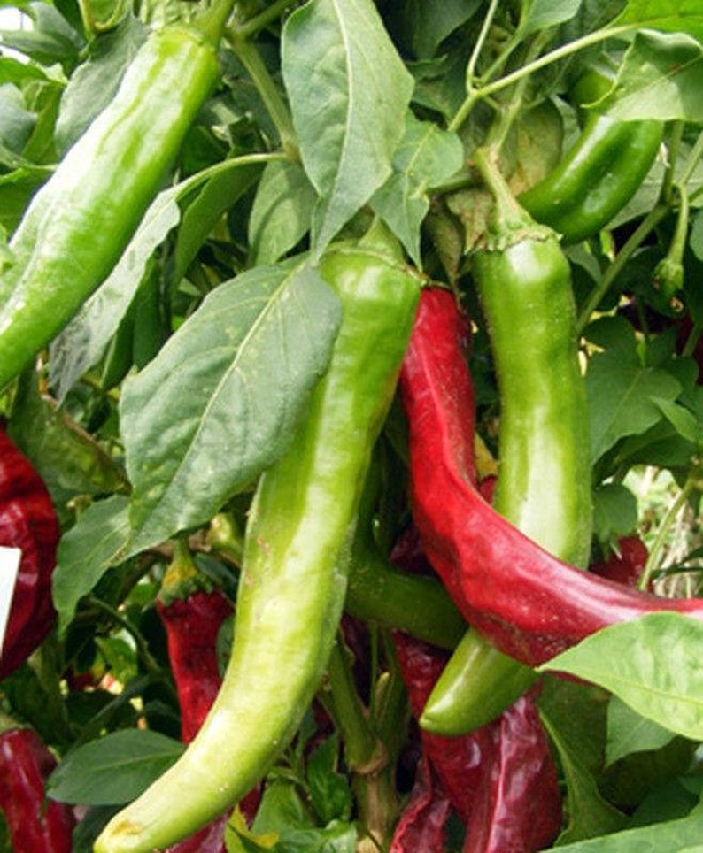 Hatch Chile Pepper NEW MILD Seeds Etsy