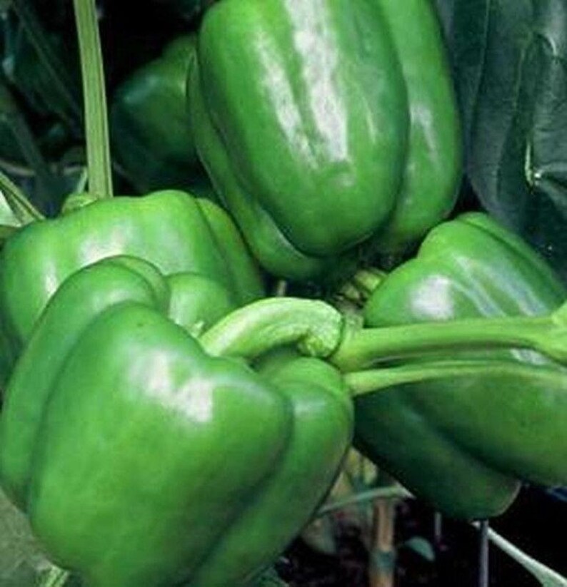 Jupiter Sweet Bell Pepper Seeds Etsy