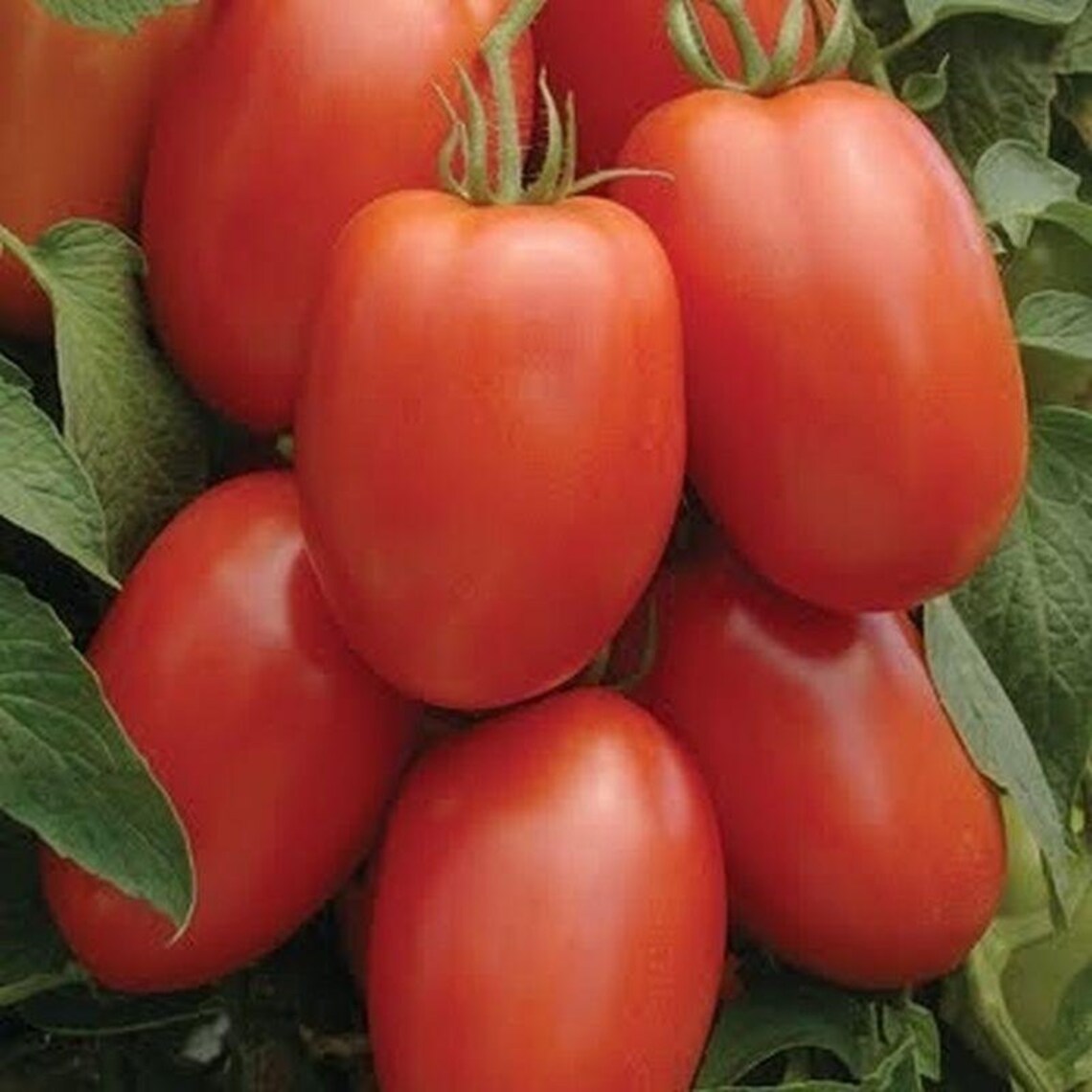 La Roma III Red Hybrid Tomato Seeds Etsy