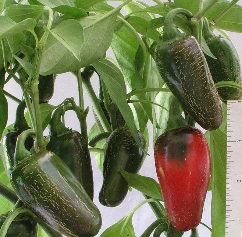 Mucho Nacho Jalapeno Pepper Seeds