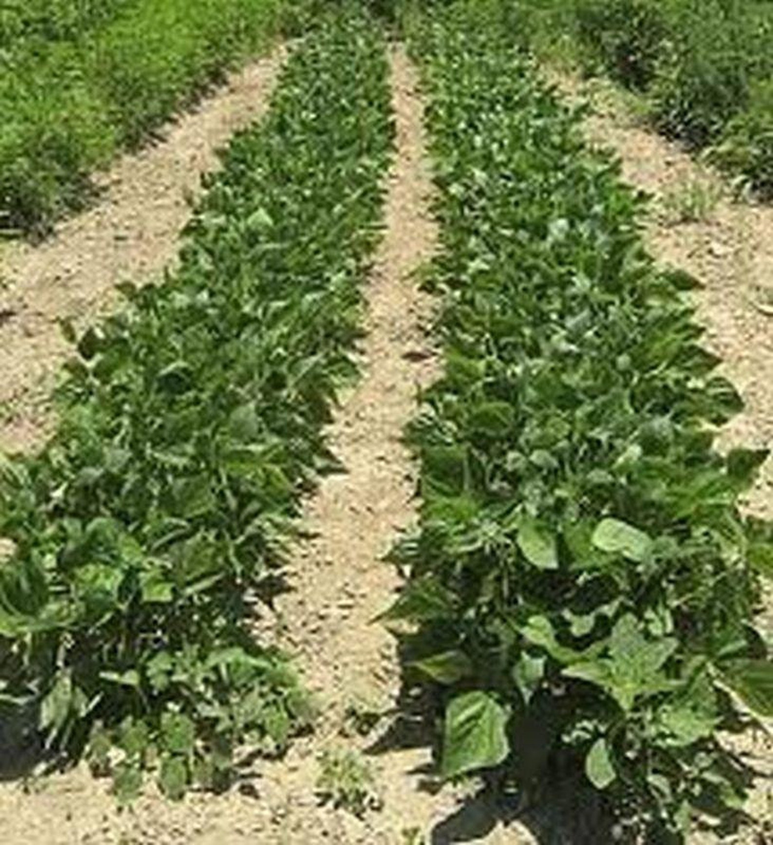 State Half Runner Green Bean Seeds Etsy