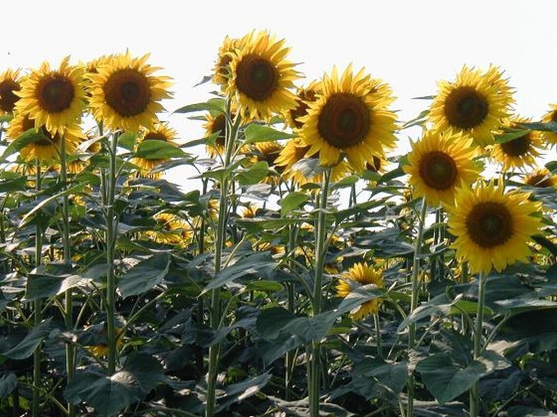 Peredovik Sunflower Seeds Etsy