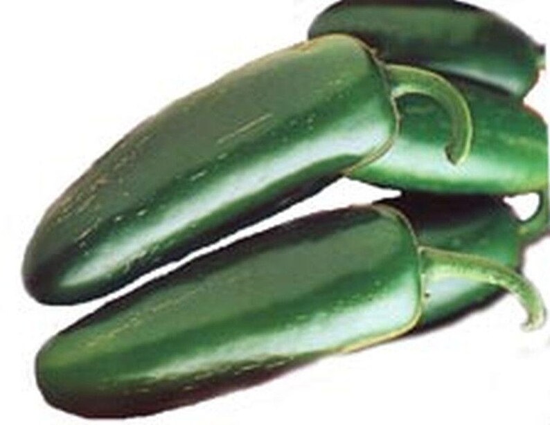 Mucho Nacho Jalapeno Pepper Seeds