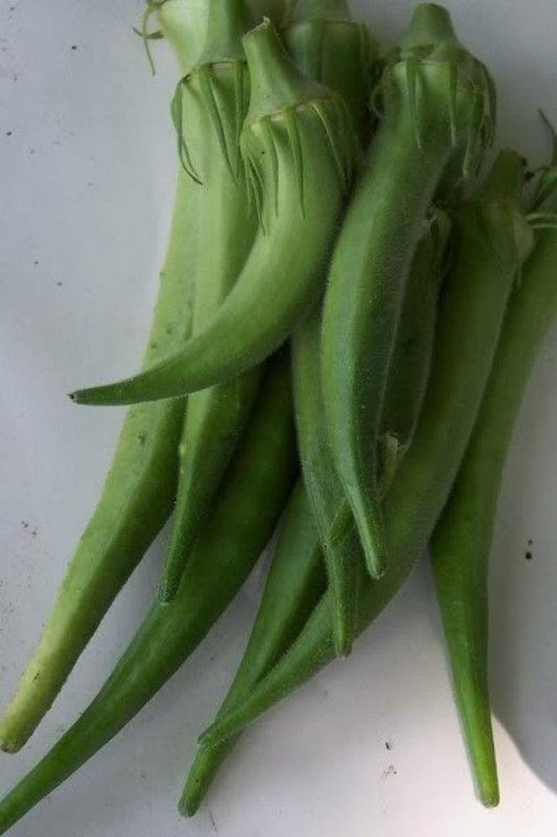 Dwarf-Stalk Long Green Okra Seeds | Etsy